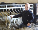 Lammetjes knuffelen op de markt